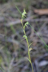 Pterostylis daintreana
