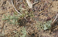 Lomatium nevadense parishii