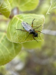 Bibio xanthopus