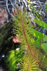 Stylidium laricifolium