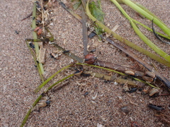 Chrysomela crotchi