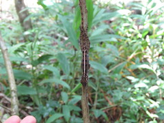 Anolis gundlachi