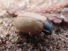 Chrysomela crotchi