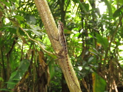 Anolis gundlachi