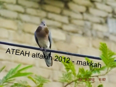 Streptopelia senegalensis