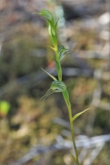 Pterostylis daintreana