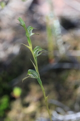 Pterostylis daintreana
