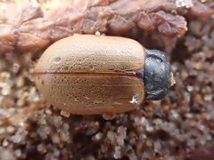 Chrysomela crotchi