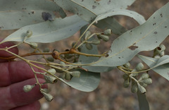 Eucalyptus leptophleba