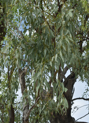 Eucalyptus leptophleba