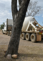 Eucalyptus leptophleba