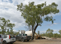 Eucalyptus leptophleba