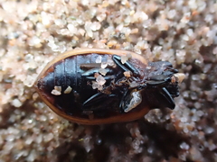 Chrysomela crotchi