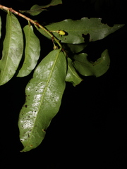 Erythroxylum macrophyllum