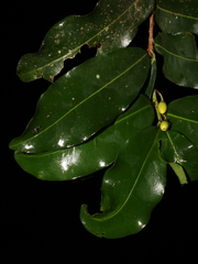 Erythroxylum macrophyllum image