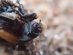 Chrysomela crotchi