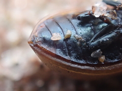 Chrysomela crotchi