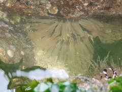 Aulactinia incubans