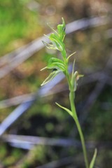 Pterostylis daintreana