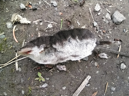 ミズトガリネズミ