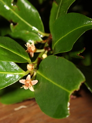 Erythroxylum macrophyllum