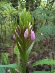 Dactylorhiza foliosa