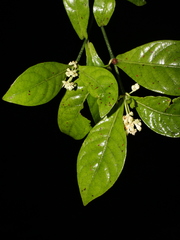 Psychotria subsessilis