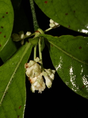 Psychotria subsessilis