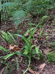 Dactylorhiza foliosa