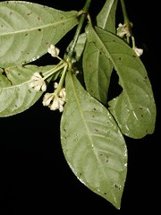Psychotria subsessilis
