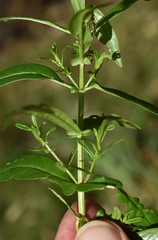 Ammannia multiflora