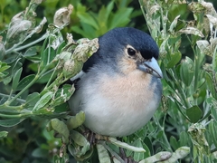 Fringilla coelebs palmae