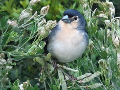 Fringilla coelebs palmae