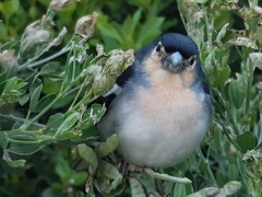 Fringilla coelebs palmae