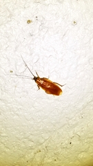 Parcoblatta virginica