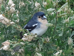 Fringilla coelebs palmae