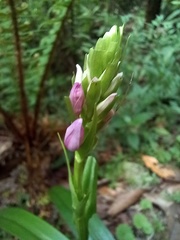 Dactylorhiza foliosa