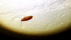 Parcoblatta virginica