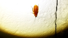 Parcoblatta virginica