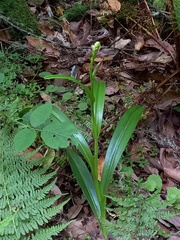 Dactylorhiza foliosa