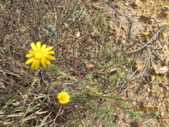Ursinia discolor