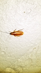 Parcoblatta virginica