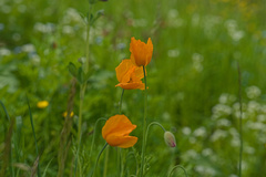Papaver cambricum