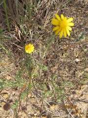 Ursinia discolor