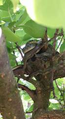 Hierophis viridiflavus