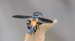 Trichopoda elongata
