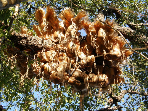 Platycerium quadridichotomum, photograph 3