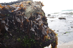 Mazzaella laminarioides