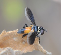 Trichopoda elongata