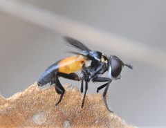 Trichopoda elongata